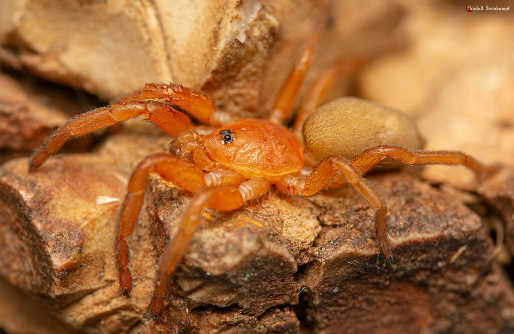 Eight-eyed Orange Lungless Spiders from Spitskop Small Holdings ...