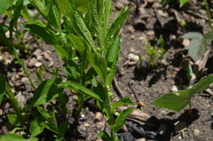 Hybanthus concolor