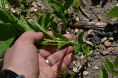 Hybanthus concolor