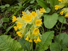 Primula veris macrocalyx