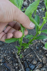 Hybanthus concolor
