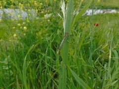Platycnemis pennipes