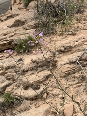 Boechera quadrangulensis