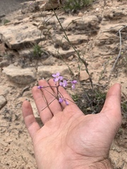 Boechera quadrangulensis