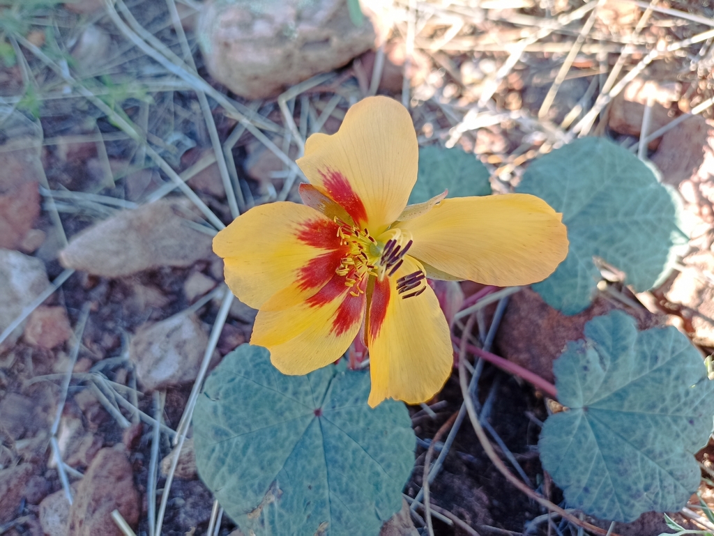 Cochlospermum malvifolium