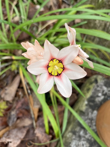 Foto de Angélica