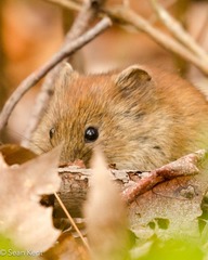 Clethrionomys gapperi