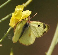 Colias hyale