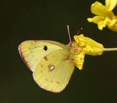 Colias hyale