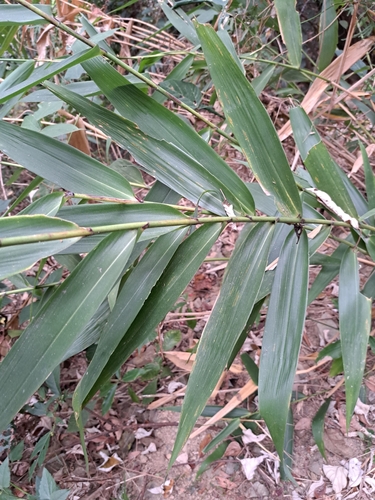 Image of Thysanolaena latifolia by (c) vrxz, some rights reserved (CC BY-SA)