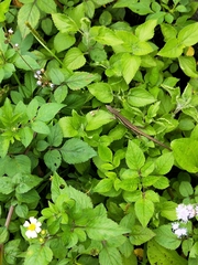 Takydromus formosanus