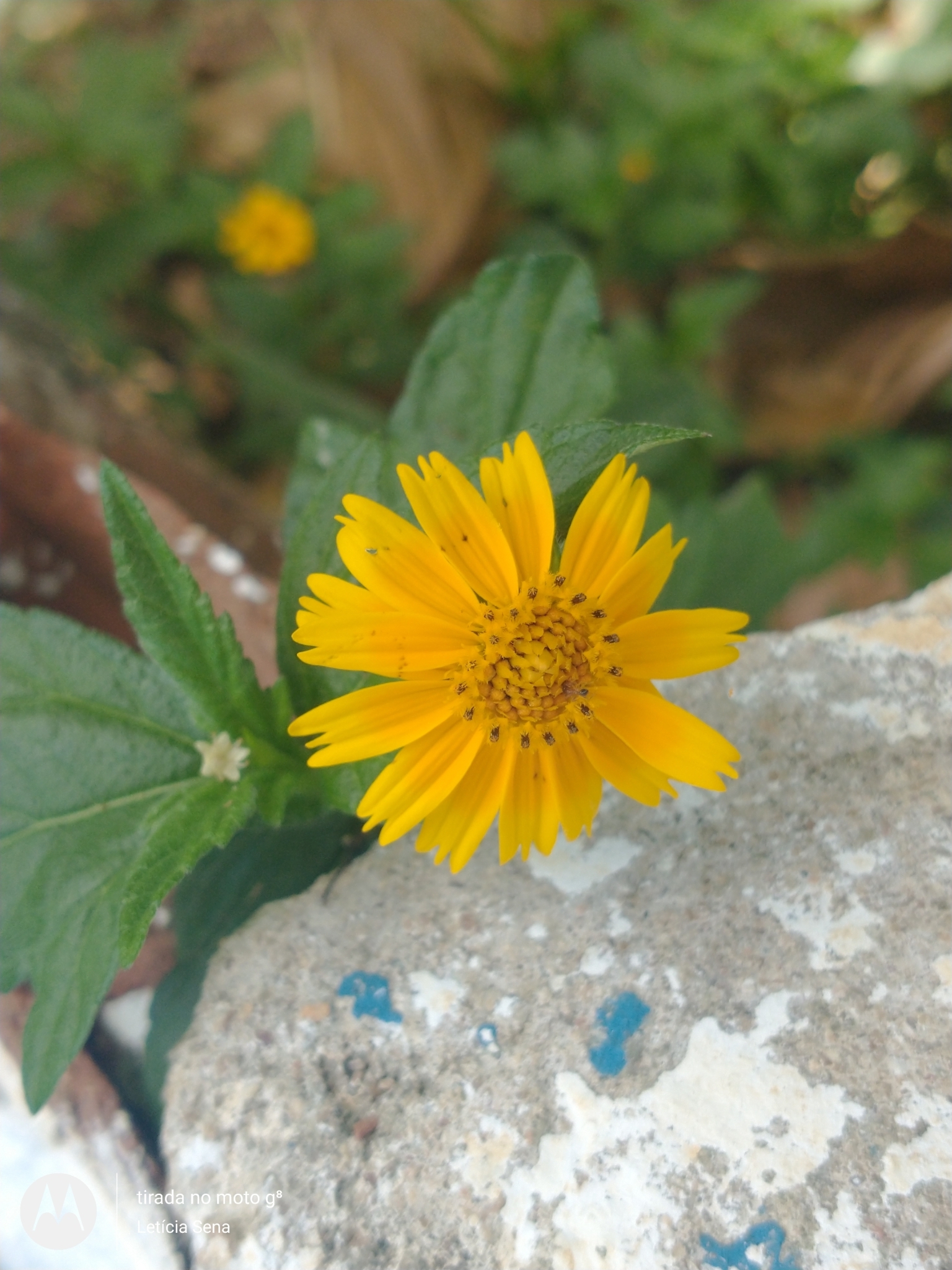 Sphagneticola trilobata