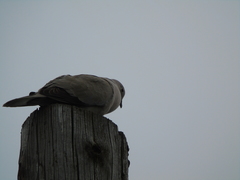 Streptopelia decaocto
