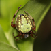 Araneus workmani - Photo (c) Lucas Rubio, some rights reserved (CC BY), uploaded by Lucas Rubio