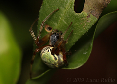 Araneus workmani