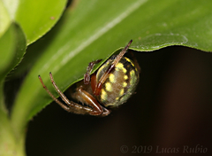 Araneus workmani