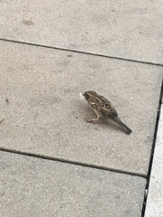 Passer domesticus