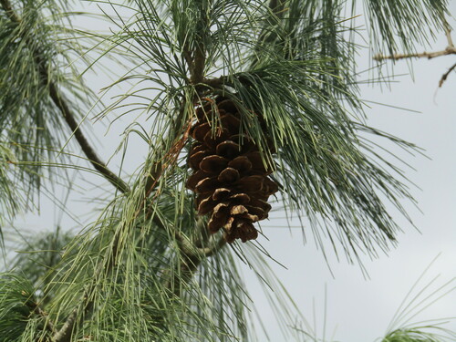 eastern white pine