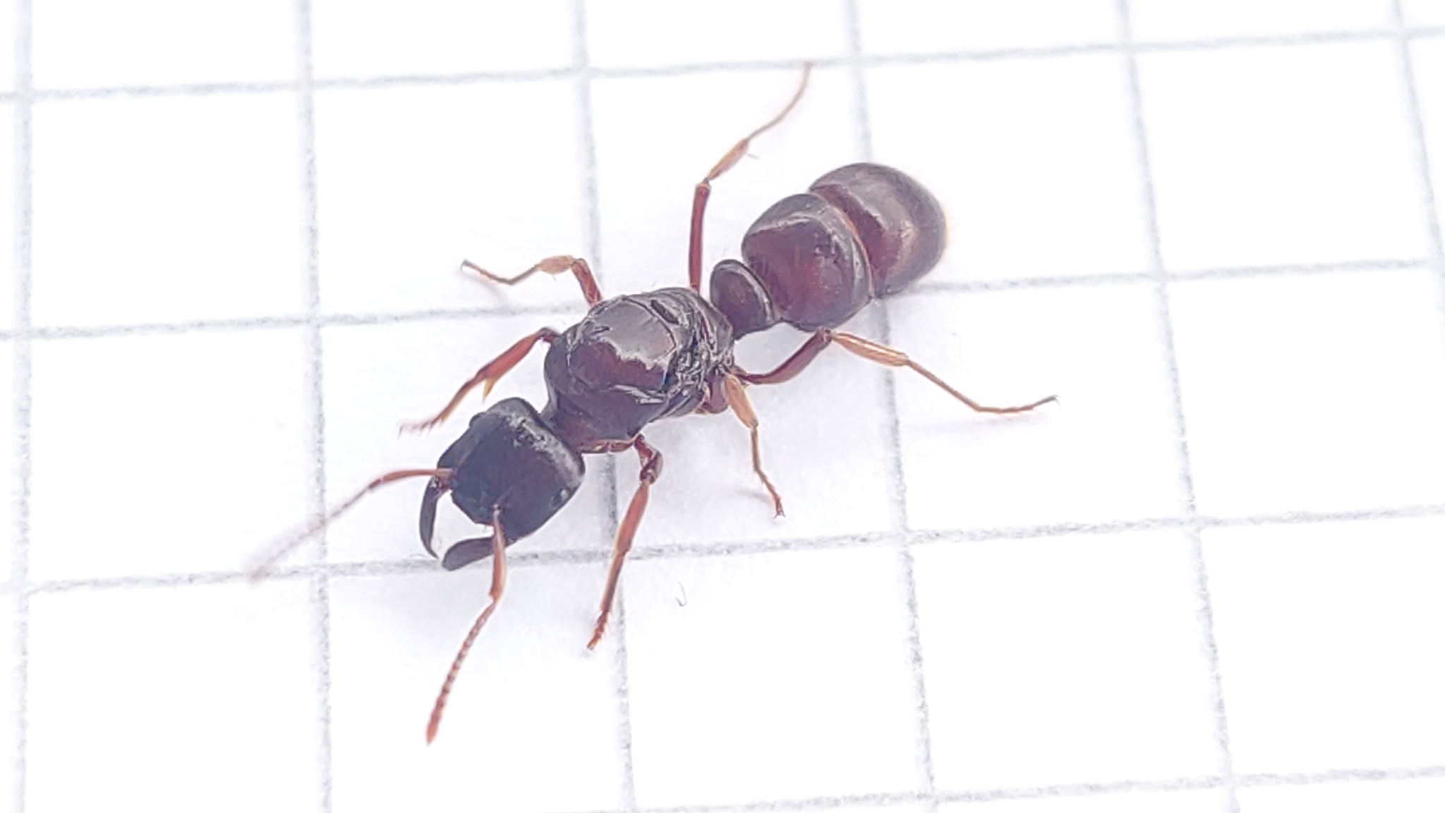 Gnamptogenys haenschi