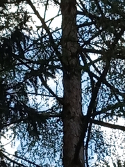 Dendrocopos major
