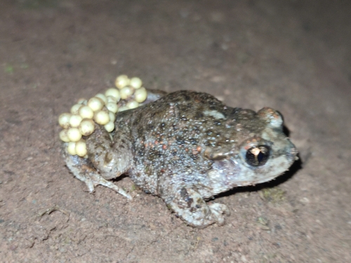 Iberian Midwife Toad, photo 6 of 7