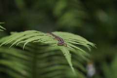 Takydromus formosanus