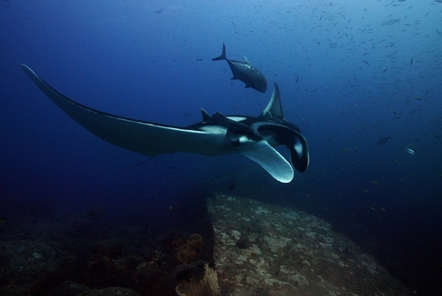 Oceanic manta ray