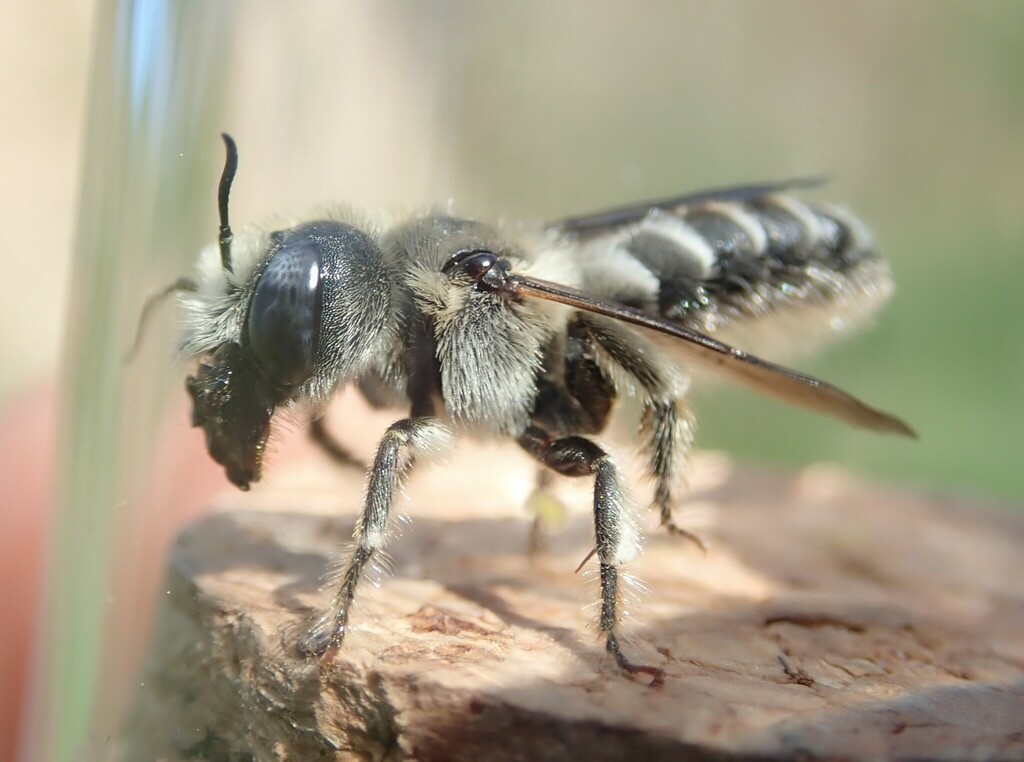 Tufted Small-Mason