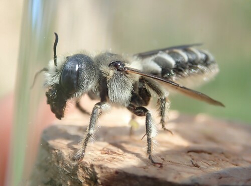 Tufted Small-Mason
