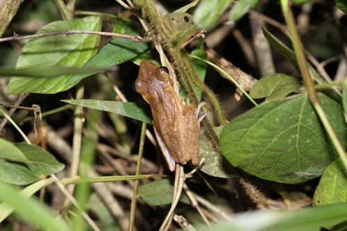 Polypedates leucomystax