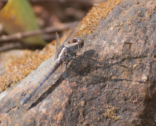 Blue Marsh Hawk
