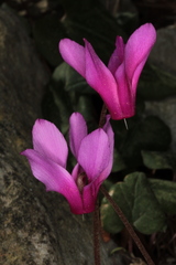 Cyclamen repandum