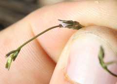Ravenella angustiflora