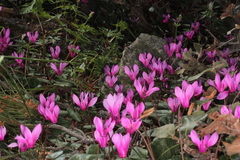 Cyclamen repandum