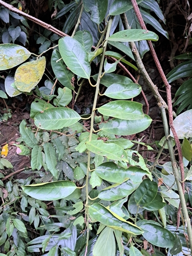 Capparis formosana (Capparis formosana)