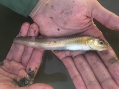 Lepophidium prorates