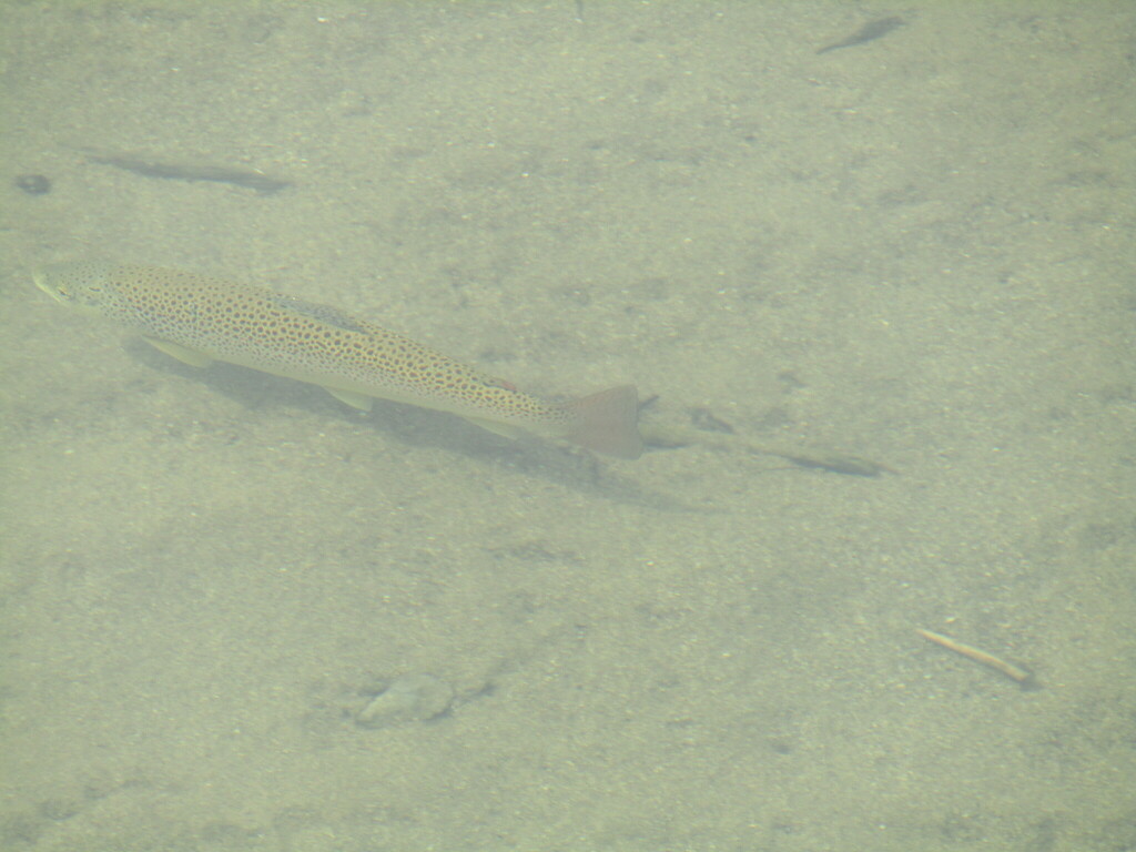 Zwarte Zee-forel (Salmo labrax) — Salmonidae