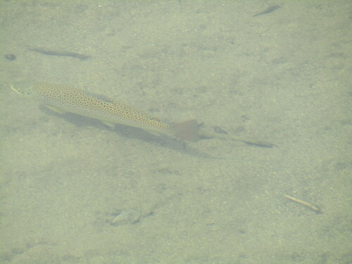 Black Sea trout (Salmo labrax) — Salmonidae