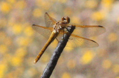Sympetrum madidum