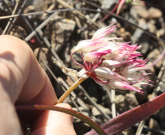 Allium falcifolium
