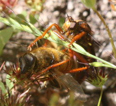 Callinicus calcaneus