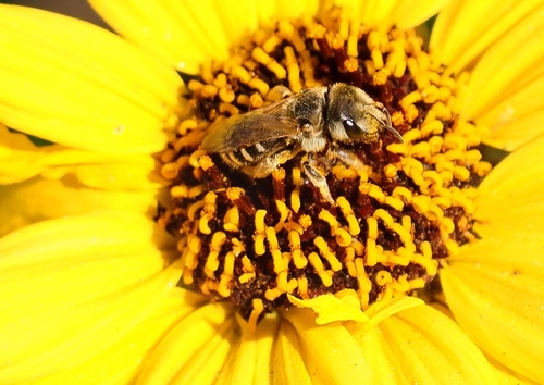 iNaturalist observation photo of Ligated Furrow Bee