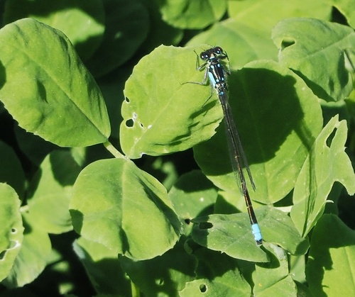 iNaturalist observation photo of Pacific Forktail