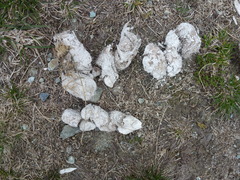 Canis lupus italicus