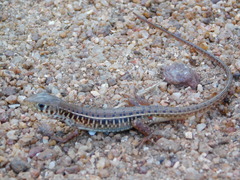 Gerrhosaurus nigrolineatus