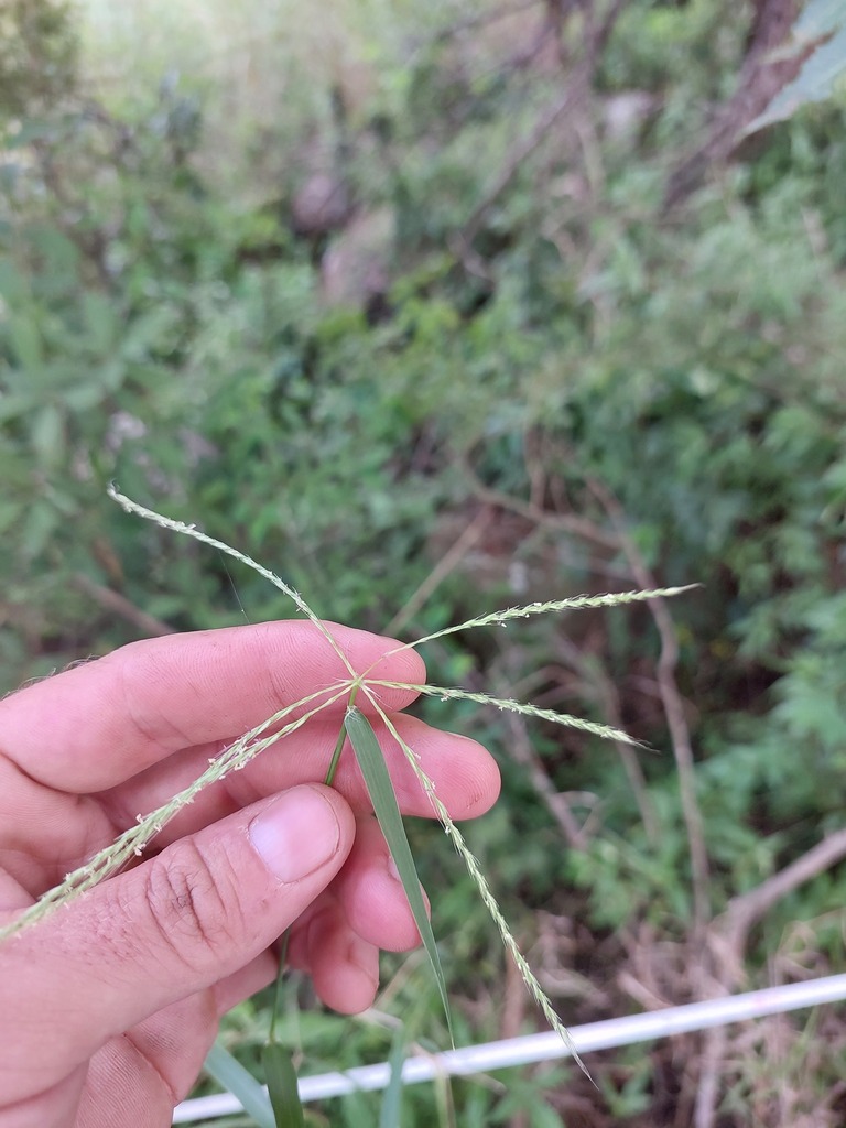 Chloris diluta