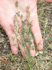 Dalea pogonathera walkerae