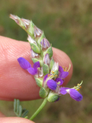 Dalea pogonathera walkerae