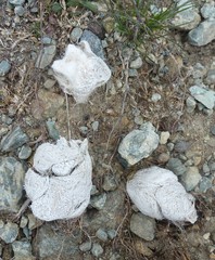 Canis lupus italicus