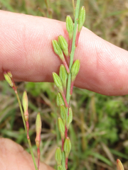 Oenothera sinuosa